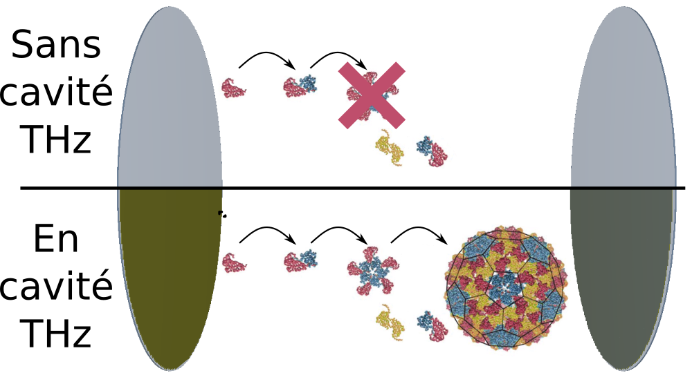 La fabrication de structures macromoléculaires artificielles pour les vaccins ou les thérapies géniques est un défi majeur. TUSCaNy vise à utiliser des outils de photonique THz pour sonder et contrôler la structure des macromolécules (protéines, ADN...). Sur l'image, on voit en haut un exemple d'assemblage incomplet d'une capside virale dans un environnement standard (sans cavité THz) et en bas, l'assemblage est complet lorsque la cavité THz permet le couplage fort entre l'onde électromagnétique et les modes de vibrations.  © Romain Peretti