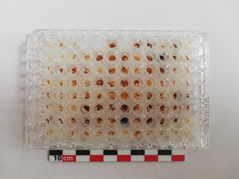 cellule