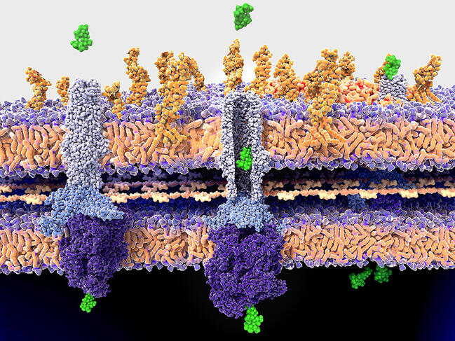 Illustration du mécanisme moléculaire de la résistance aux antibiotiques. Ici, la bactérie à Gram-négatif a développé une résistance et expulse les molécules antibiotiques (streptomycine, en vert) à travers une pompe à protéines de la membrane du pathogène (en bleu-violet).