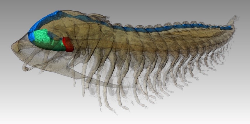 Reconstitution microtomographique d’un trilobite Protolenus (Hupeolenus). Vue latérale. La transparence permet de révéler le tube digestif (bleu).