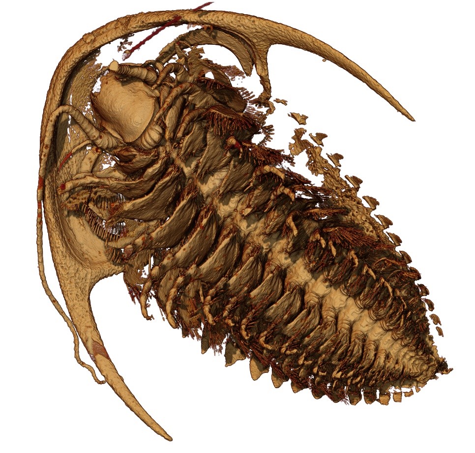 Reconstitution microtomographique d’un trilobite Protolenus (Hupeolenus). Vue ventrale.