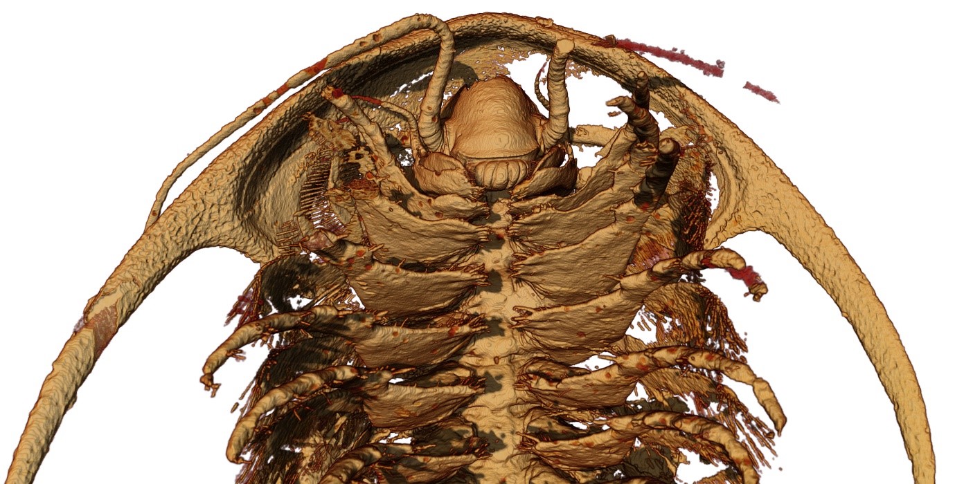 Reconstitution microtomographique de la partie céphalique ainsi que les membres antérieurs (corps) d’un trilobite Protolenus (Hupeolenus). Vue ventrale.