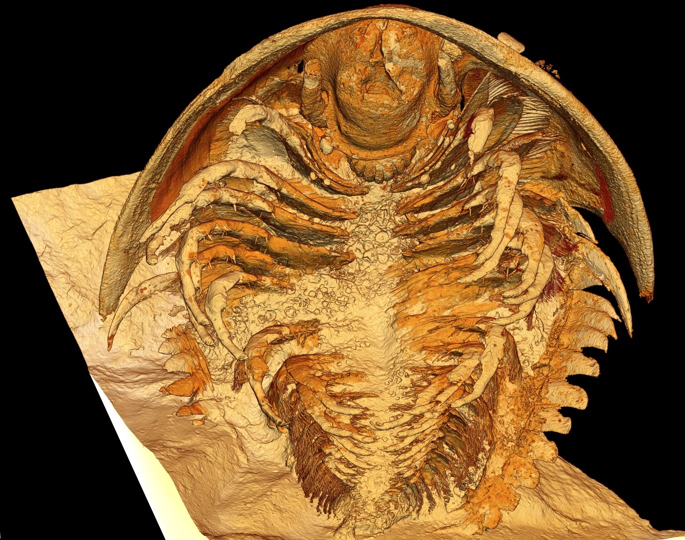 Reconstitution microtomographique d’un trilobite Gigoutella mauretanica. Vue ventrale.