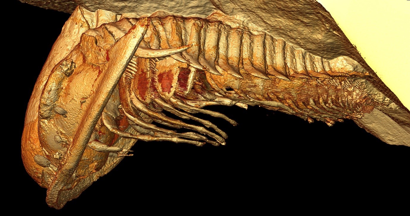 Reconstitution microtomographique d’un trilobite Gigoutella mauretanica. Vue latérale.