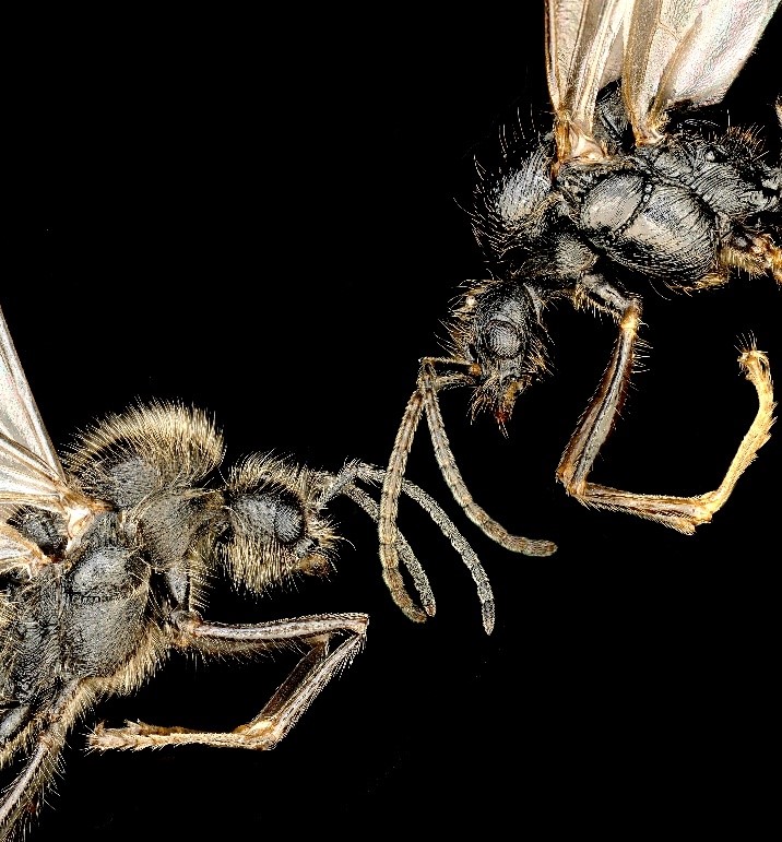 Frères d’espèces différentes. Ces deux mâles sont pondus par la même mère, en dépit de leurs différences d’espèce d’origine (gauche : mâle Messor ibericus, droite : mâle Messor structor). © Jonathan Romiguier