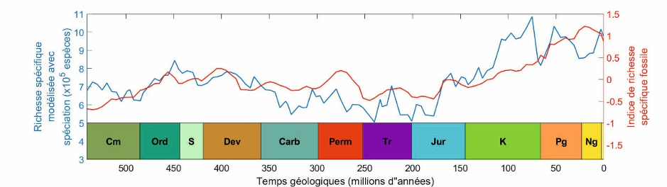 Changements à long-terme de la biodiversité globale des plateaux continentaux marins prédits par l'équipe (en bleu) et les changements observés de biodiversité issus de l'étude des fossiles (en rouge). Cm : Cambrien, Ord : Ordovicien, S : Silurien, Dev : Dévonien, Carb : Carbonifère, Perm : Permien, Tr : Trias, Jur : Jurassique, K : Crétacé, Pg : Paléogène, Ng : Néogène.