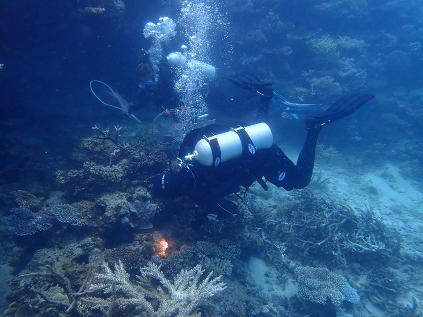 Echantillonnage en plong&eacute;e des poissons clowns au sein d&rsquo;une m&eacute;gacolonie de Lizard Island (Justin Marshall&copy;) &copy; Justin Marshall