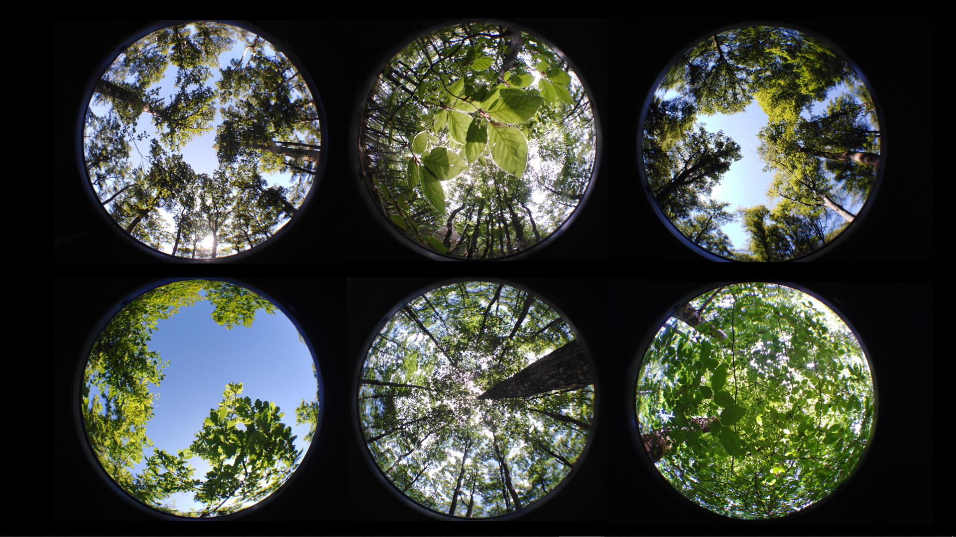 « Photographies hémisphériques prises sur le terrain par notre ex-stagiaire Hugo Mahier, qui au-delà de leur intérêt pour quantifier le couvert de la canopée, m’ont souvent servi comme support visuel : dans un article scientifique (graphical abstract), dans de multiples conférences et articles, ou encore pour la création d’un jeu autour du microclimat forestier dans le cadre du festival du CNRS. » © Eva Gril