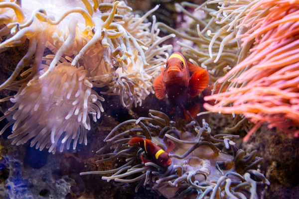 &copy; Cyril FRESILLON / LECOB / CNRS Images