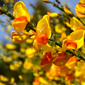 Le genêt à balais (Cytisus scoparius), un exemple de plante originaire d’Europe et introduite en Amérique du Sud. Cette espèce colonise les hautes altitudes dans les Andes, en Argentine et au Chili notamment, en empruntant les bords de routes.